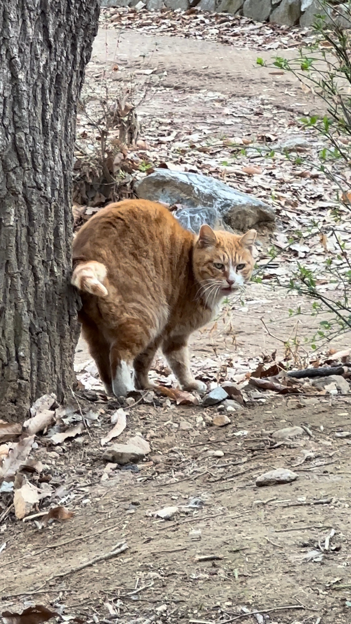 먼로의 첫 모습.jpg