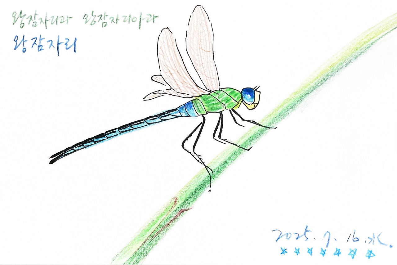 왕잠자리 250716.jpg