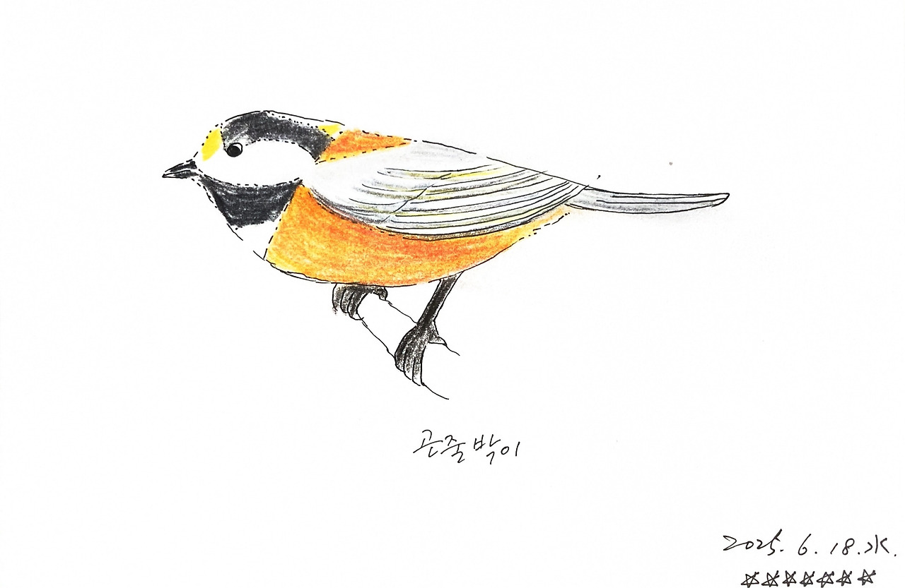 곤줄박이 250618.jpg