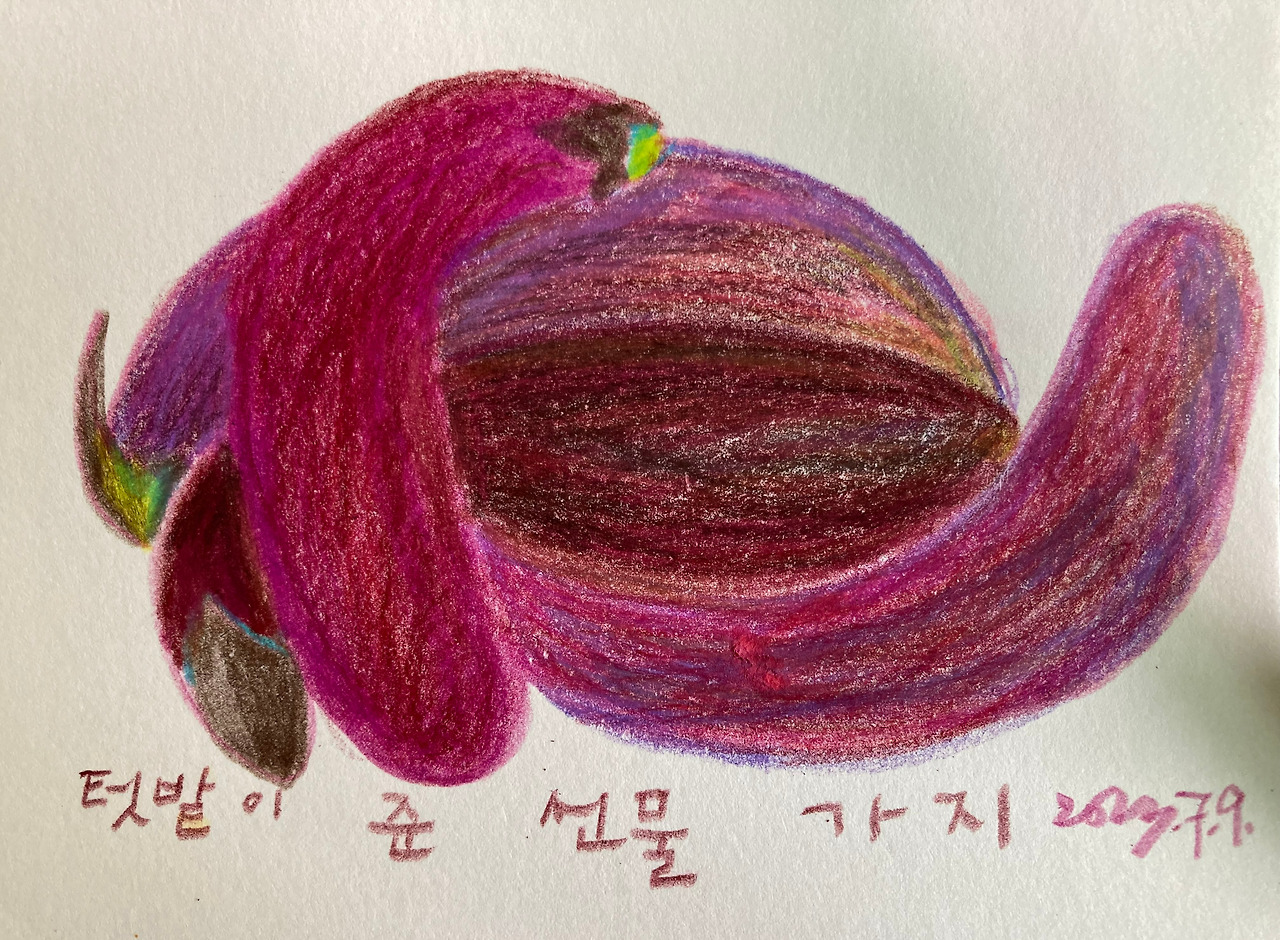 이층집 정원일기 - 가지.jpg