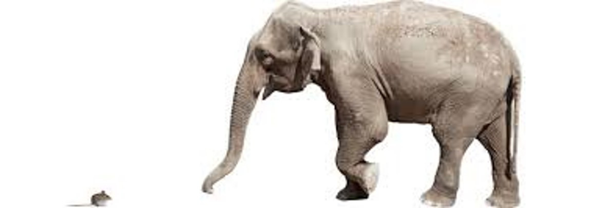 코끼리와 쥐.jpg