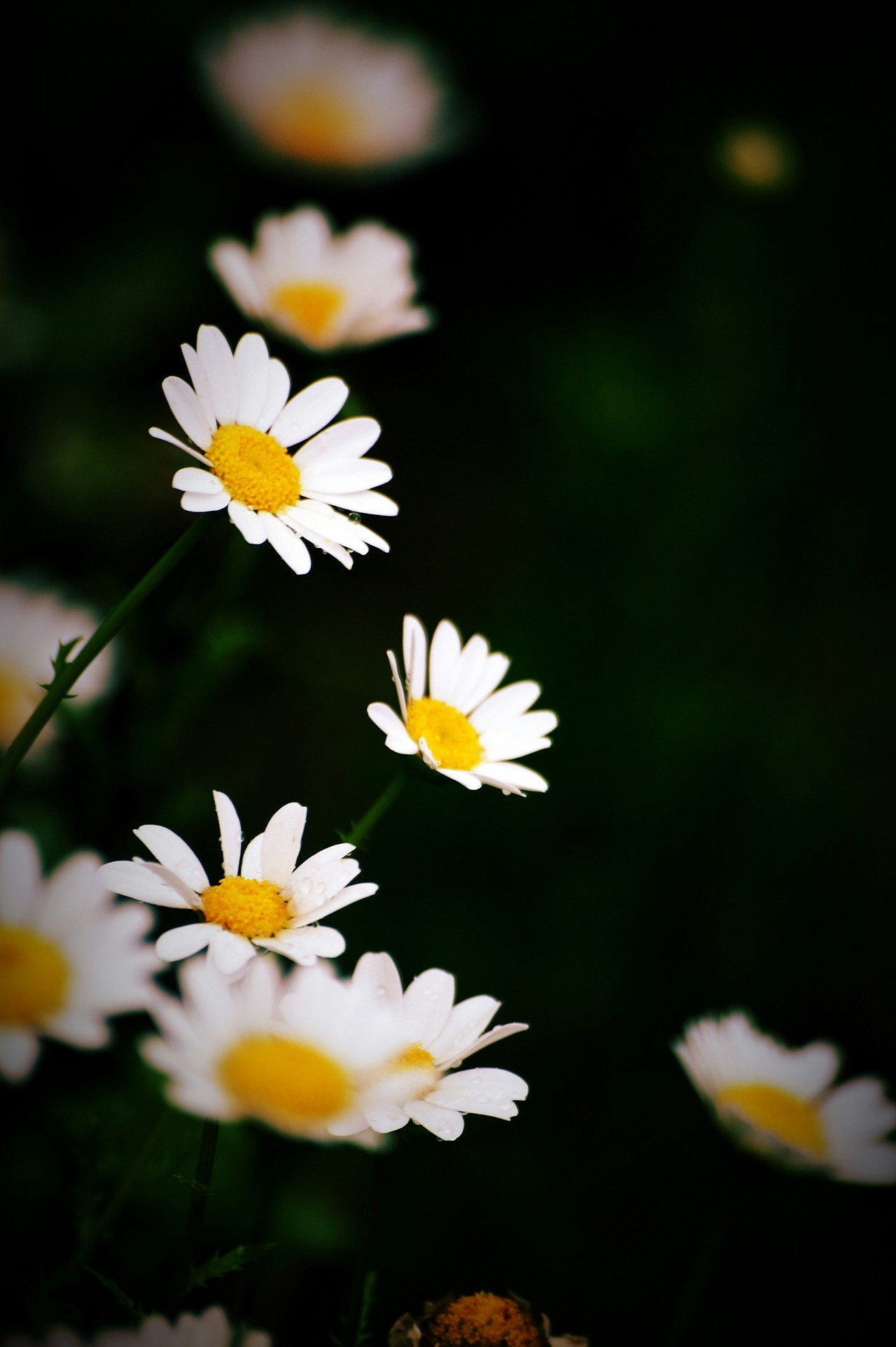 kevin-pao-NPwQVkwaTzE-unsplash (1).jpg