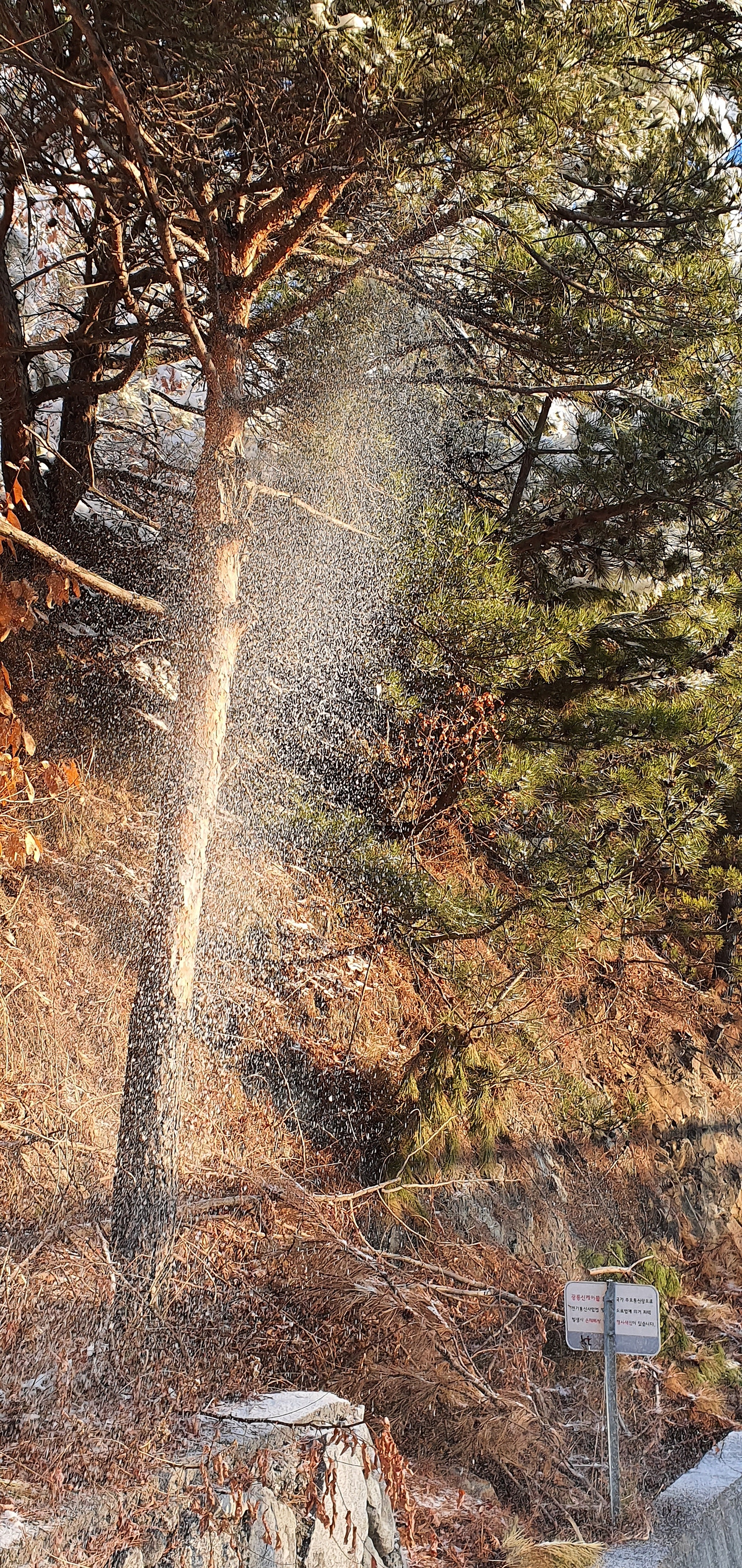 29코스-20200209_075718 (3).jpg