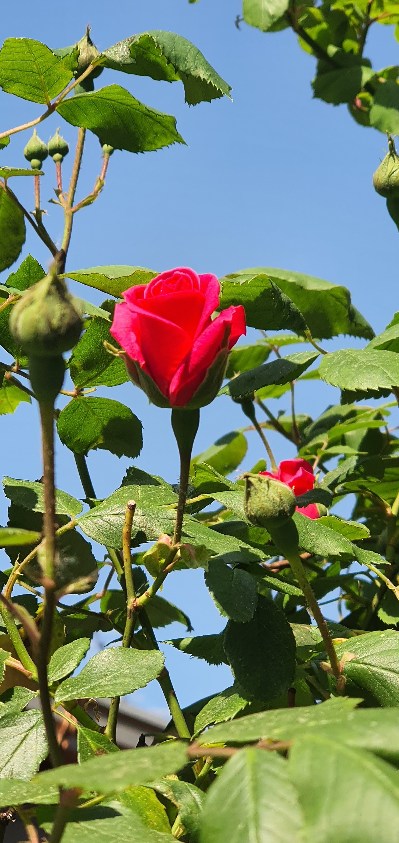 4. 피우나 못피우나 (4).jpg