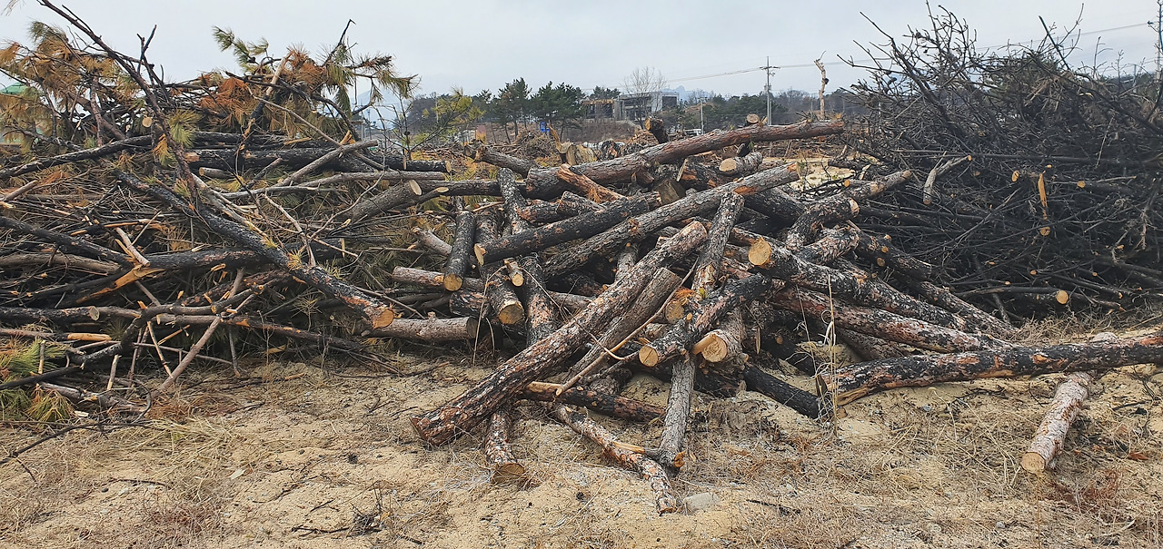 20200217_122913_봉보항 남쪽 산불피해해변.jpg