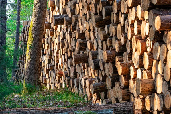 depositphotos_392578728-stock-photo-large-amount-harvested-wood-forest.jpg