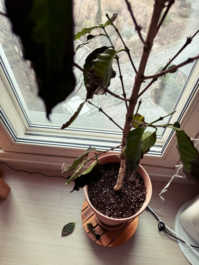 20231231봄이 되면 새 잎이 나겠지?.jpg