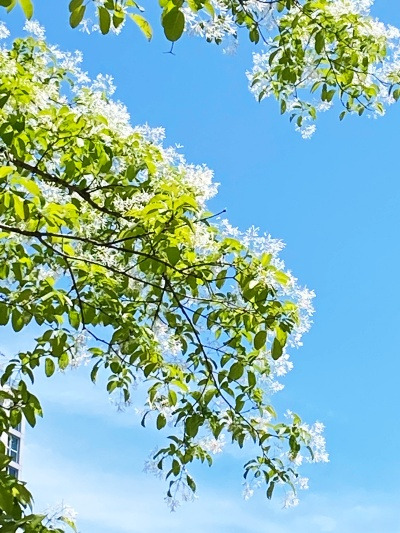 20220524내 짝꿍과 나의 도시락 결말.jpg