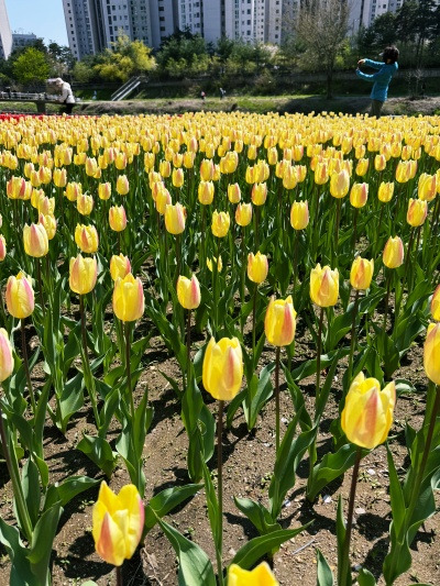 20250415꽃으로도 차별하나.jpg