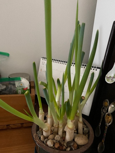 20211224파는 잘 자라네.jpg