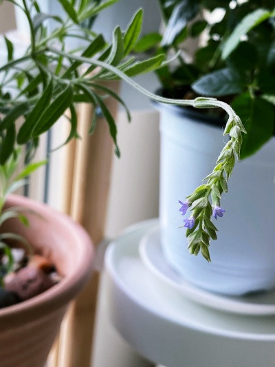 20220616나는 부럽지가 않아.jpg