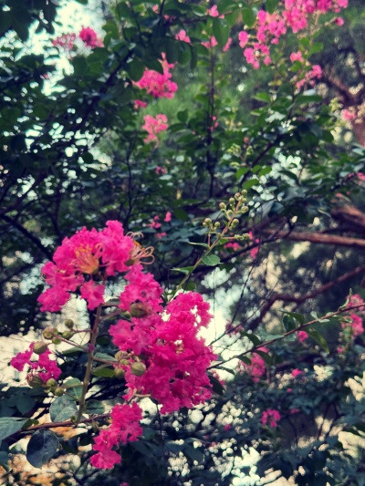 20250809이젠 못 보나?.jpg