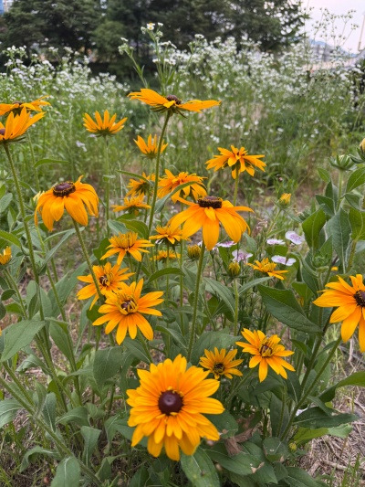 20250617어른하나 애 하나요.jpg