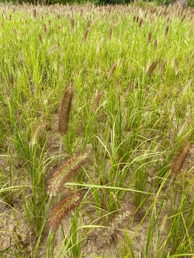 20230917개풀인줄 알았는데.jpg