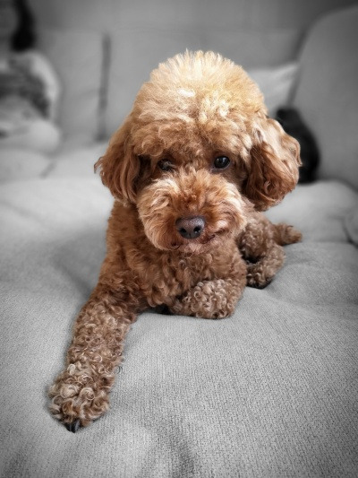 20220605우리 개가 좀 사나워서요.jpg