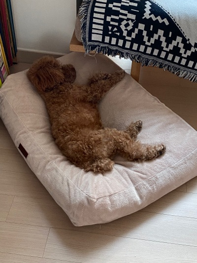 20220102내가 개를 산책시키는 줄 알았는데.jpg