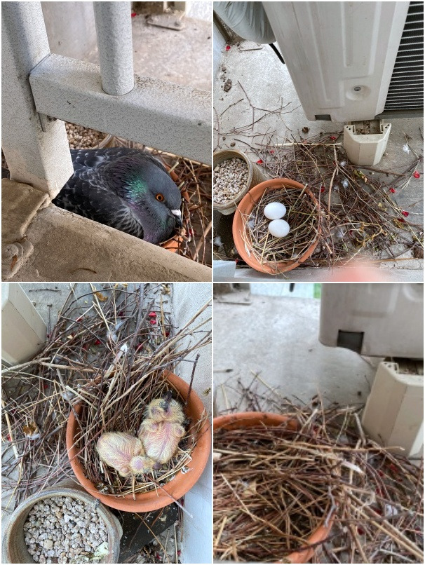 20230704호박씨라도 물고 온 건 아닌가?.jpg