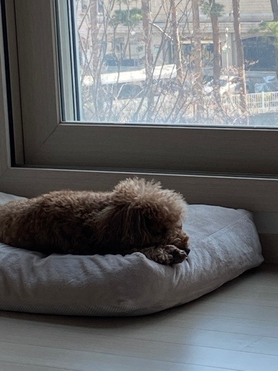 20220404봄꽃이 한창이겠네2.jpg