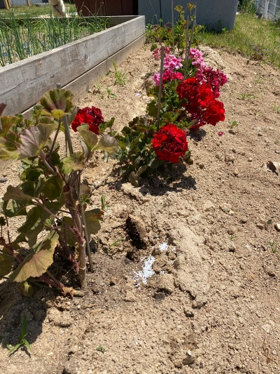 20220603시어머니 며느리 적에.jpg