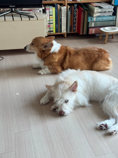 20250731다음번엔 나 실컷 이뻐해주라, 엄마.jpg