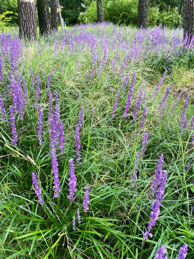 20220908저게 다 라벤더라면 좋겠다.jpg