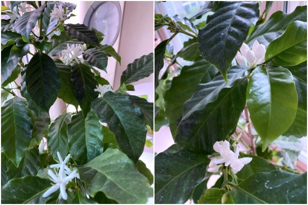 20230517커피꽃이 피었다.jpg