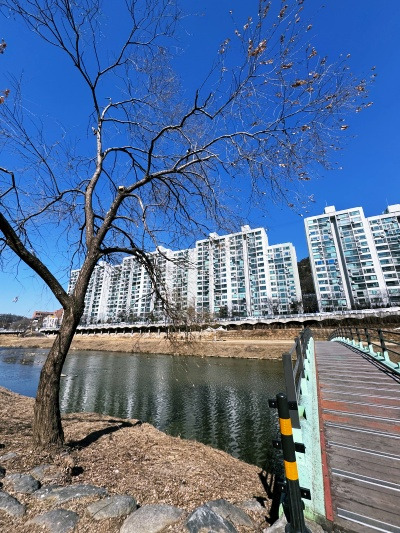 20250226내 나무도 잊어버렸네.jpg