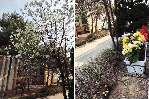 20220404봄꽃이 한창이겠네-tile.jpg