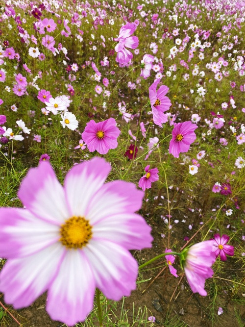 20231020그 때도 화양연화였어.jpg