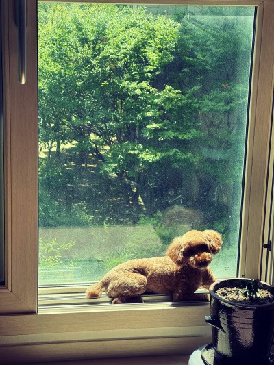 20240909 단추야 산책가자.jpg