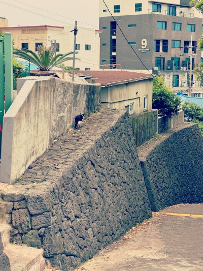 20240528난 그냥 불편한 수동이 좋아.jpg