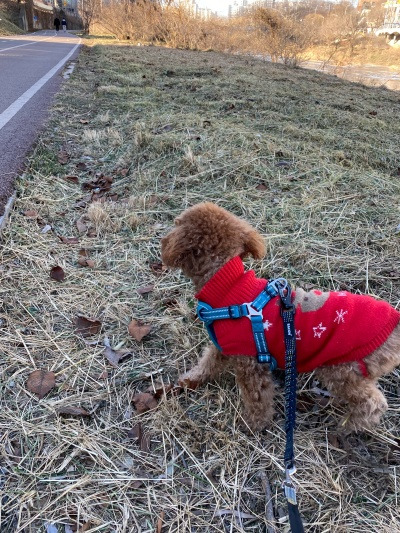 20211227있는집 개, 없는집 개.jpg