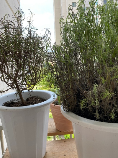 20220706풀떼기 마음도 모르면서.jpg