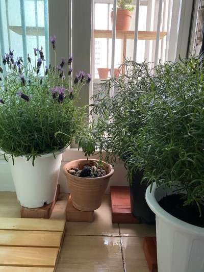 20220506라벤더에서 라벤더향이 나지 않는다.jpg