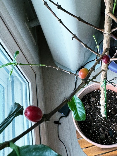 20240222커피콩 세 알이 할 수 있는 일.jpg