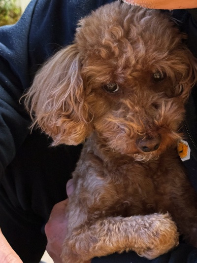 20240106동네 개 이름은 만만해보여요?.jpg