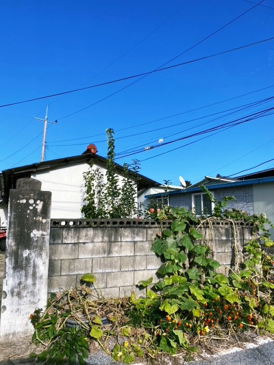 20240327감자도 맛있다.jpg