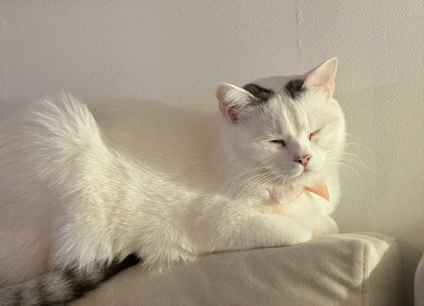 20240109치킨은 지가 먹자고 하구선.jpg