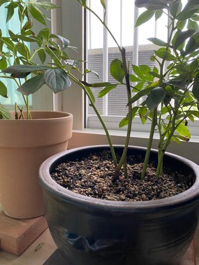 20220917엄마를 보듯 꽃을 보겠네.jpg