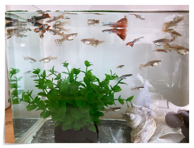 IMG_1293_구피.jpg