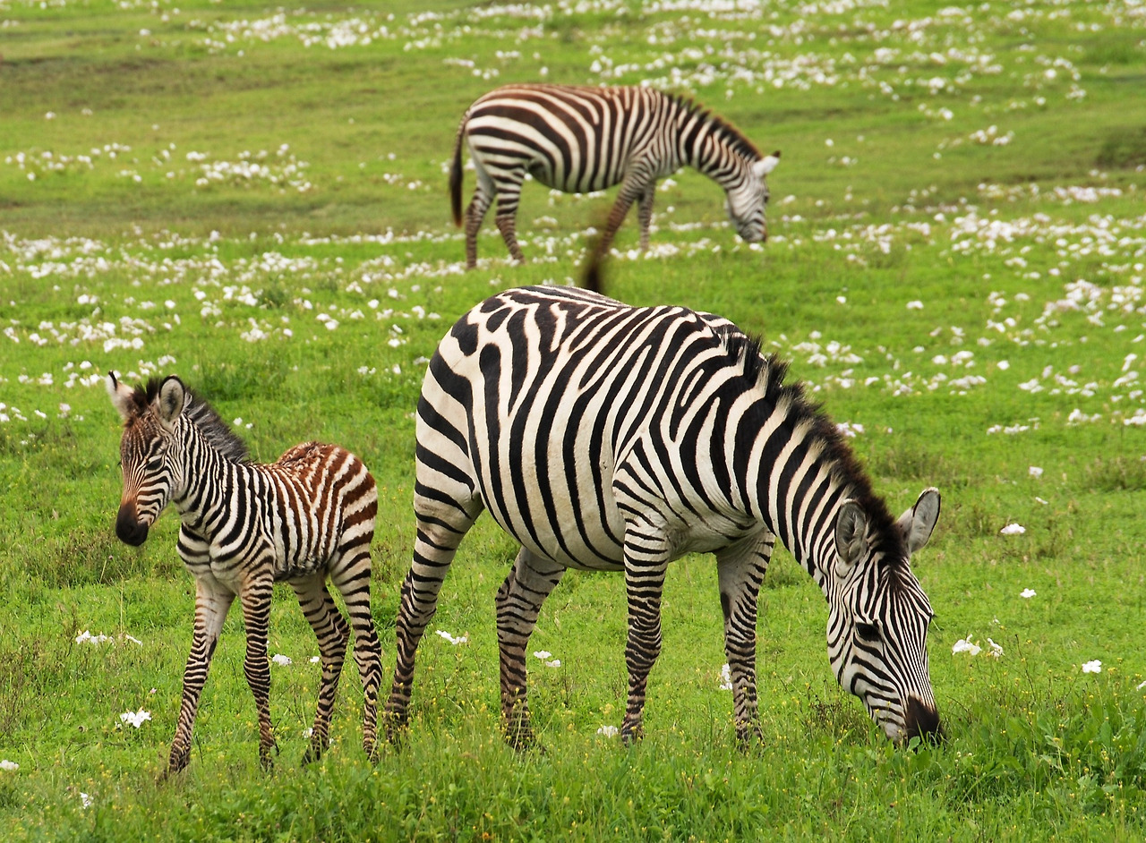 baby-zebra-75885_1920.jpg