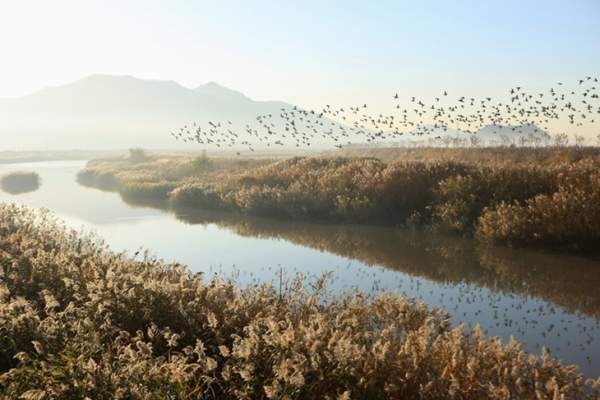 순천만 철새.jpg