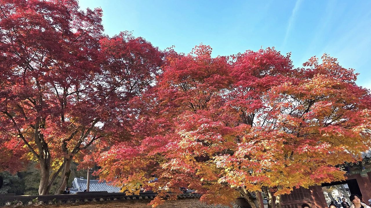 늦가을 공주2.jpg