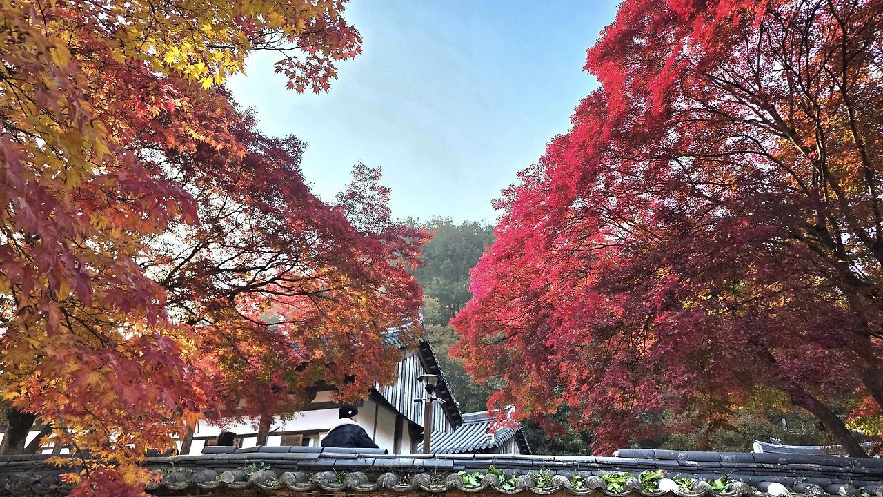 늦가을 갑사.jpg