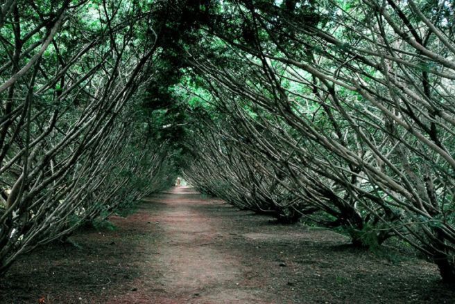 벽초지 수목원4.jpg