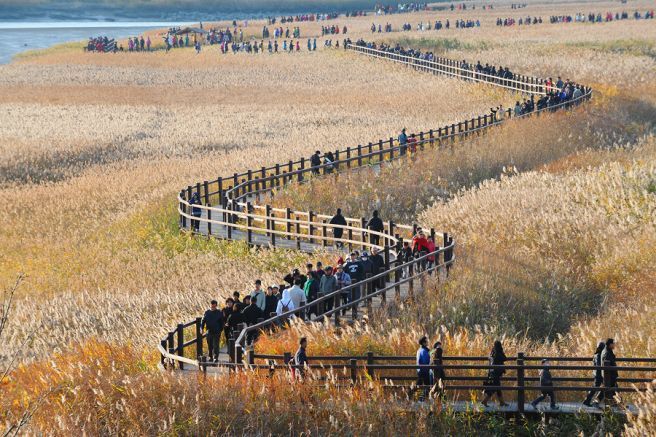 순천만 데크길.jpg