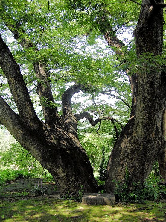 느티나무 수호신.jpg
