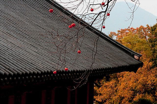 늦가을 갑사 감나무1.jpg