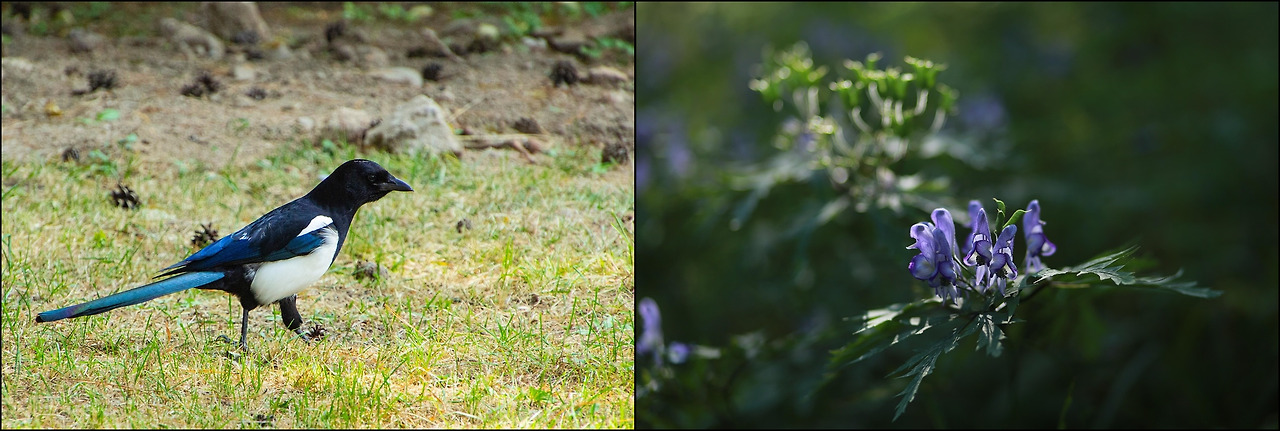까치와투구꽃.jpg