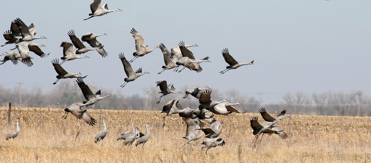 사본 -cranes02.jpg